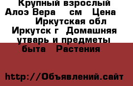 Крупный взрослый Алоэ Вера 25 см › Цена ­ 600 - Иркутская обл., Иркутск г. Домашняя утварь и предметы быта » Растения   